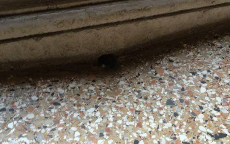Il pavimento in veneziana si adatta per lo scarico