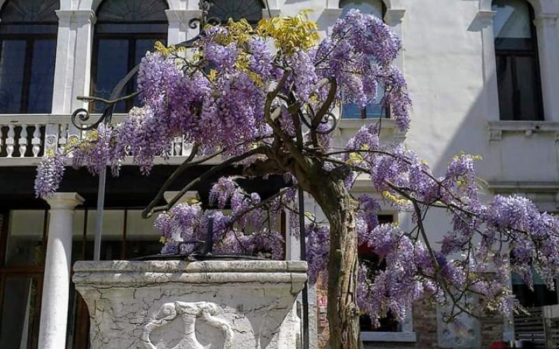 Il pozzo nel cortile di ca' foscari